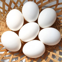 Egg - Poultry